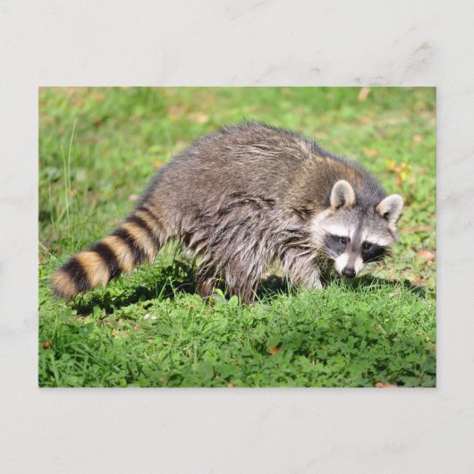 Schließung von Raccoon Postkarte (Vorderseite)