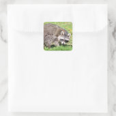 Schließung von Raccoon Quadratischer Aufkleber (Tasche)