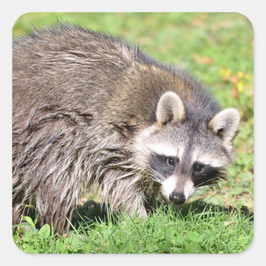 Schließung von Raccoon Quadratischer Aufkleber (Vorderseite)