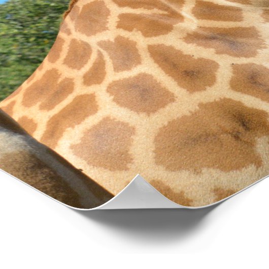 Schließung von zwei Giraffen Poster (Ecke)