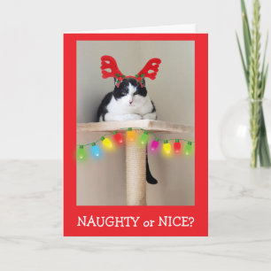 Schlimm oder Schön Lustige Katze Weihnachten