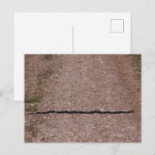 Schlingnatter Postkarte (Vorne/Hinten)