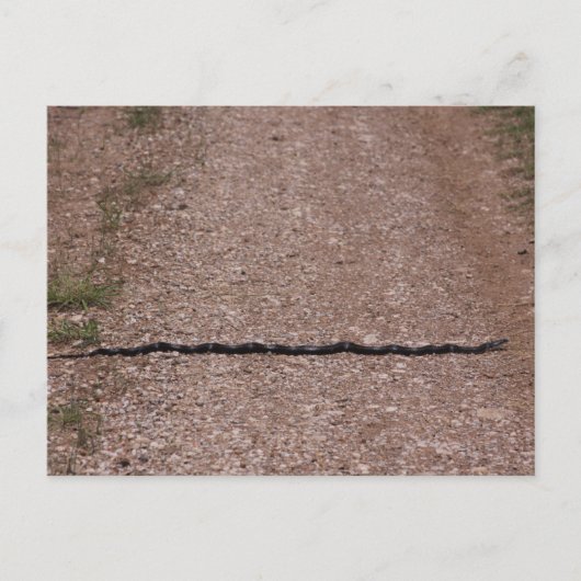 Schlingnatter Postkarte (Vorderseite)