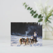 Schlittenhunde in Alaska Postkarte (Stehend Vorderseite)