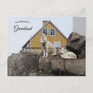 Schlittenhunde in Upernavik Grönland Postkarte