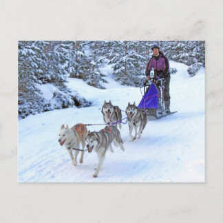 Schlittenhunde Postkarte