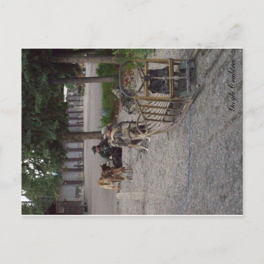 Schlittenhundeteam in Denali, Alaska Postkarte (Vorderseite)