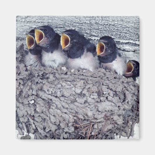 Schlucht Magnet (Vorne)