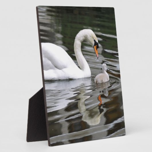 Schluchtschwäne mit Nestlingen auf Wasser Fotoplatte (Seite)