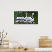 Schluchtschwäne mit Nestlingen auf Wasser Poster (Küche)