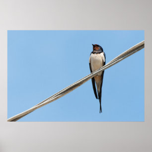 Schlucken auf Draht Poster
