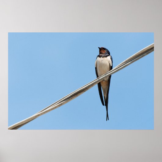 Schlucken auf Draht Poster (Vorne)