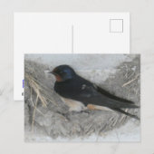 Schlucken im Stall Nest DIY Postkarte (Vorne/Hinten)