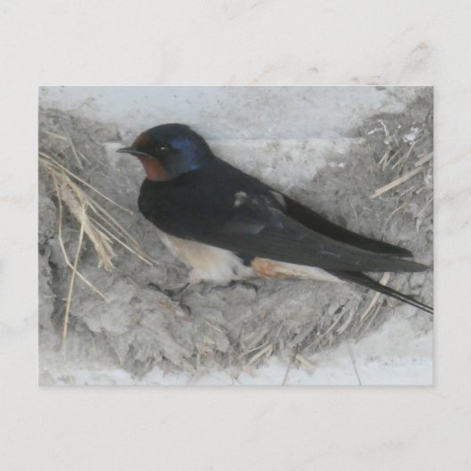 Schlucken im Stall Nest DIY Postkarte (Vorderseite)