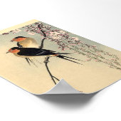 Schlucken mit Kirschblüten - Ohara Koson Poster (Ecke)