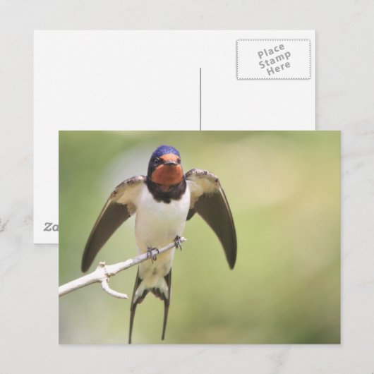 Schlucken Postkarte (Vorne/Hinten)