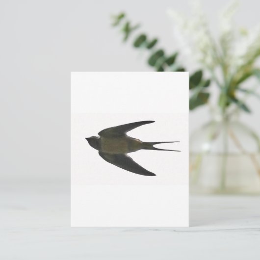 Schlucken Postkarte (Stehend Vorderseite)