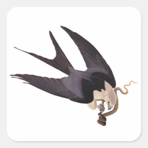 Schlucken Sie den Schwanz Hawk mit Snake Vintag Au Quadratischer Aufkleber