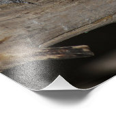 Schlucken Sie die Flechtlinge, die auf einem Zweig Fotodruck (Ecke)