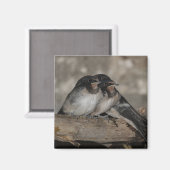 Schlucken Sie die Flechtlinge, die auf einem Zweig Magnet (Vorderseite/Rückseite)