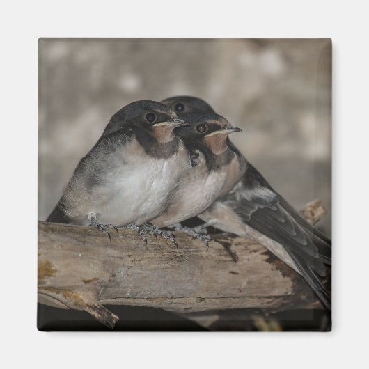 Schlucken Sie die Flechtlinge, die auf einem Zweig Magnet (Vorne)