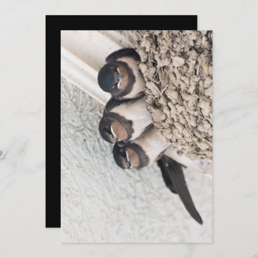 Schlucken Sie die Nestlein im Nest Einladung (Vorne/Hinten)