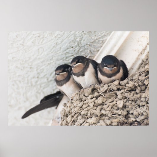 Schlucken Sie die Nestlein im Nest Poster (Vorne)