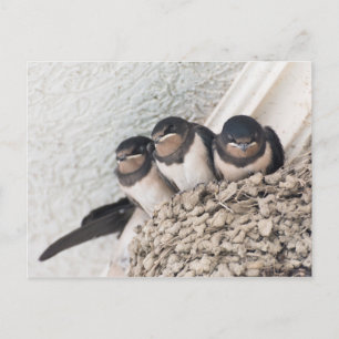 Schlucken Sie die Nestlein im Nest Postkarte