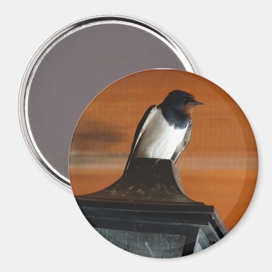 Schlucken von Vögeln auf Lamp Foto Rund Magnet (Vorderseite/Rückseite)