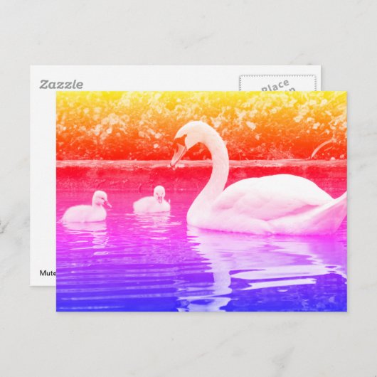 Schluckschwan mit Nestleinen auf Wasser Postkarte (Vorne/Hinten)