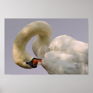 Schluckschwan Poster