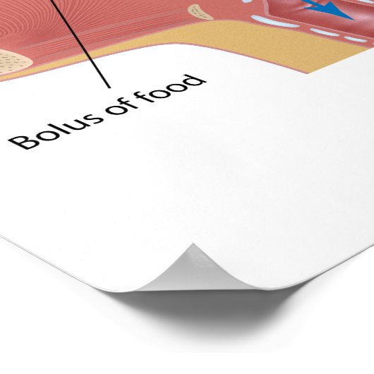 Schluckverfahren Poster (Ecke)