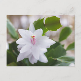 Schlumbergera Pot Blume Feiertagspostkarte
