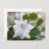 Schlumbergera Pot Blume Feiertagspostkarte (Vorne/Hinten)