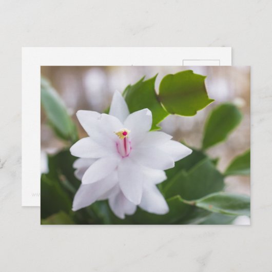 Schlumbergera Pot Blume Feiertagspostkarte (Vorne/Hinten)