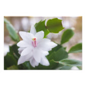 Schlumbergera Pot Blume Fotodruck (Vorne)