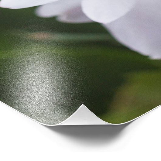 Schlumbergera Pot Blume Fotodruck (Ecke)