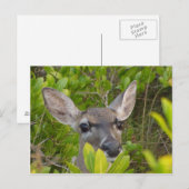 Schlüssel Hirschpostkarte Postkarte (Vorne/Hinten)
