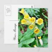 Schlüsselblume Postkarte (Vorne/Hinten)