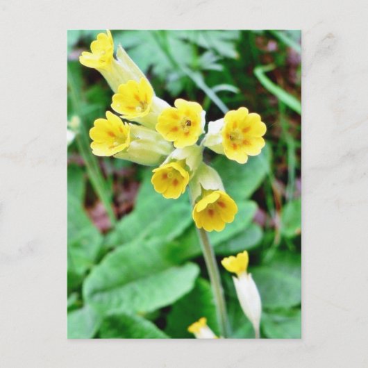 Schlüsselblume Postkarte (Vorderseite)