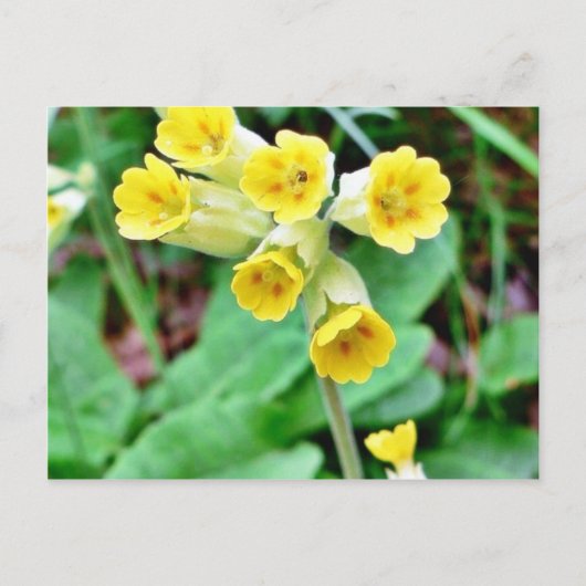 Schlüsselblume Postkarte (Vorderseite)