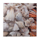 Schlüsselwesten, Muscheln Fliese (Vorderseite)