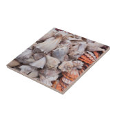 Schlüsselwesten, Muscheln Fliese (Seite)