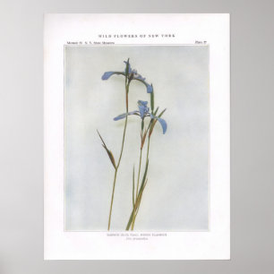 Schmale blaue Flagge; Gift markroot Poster