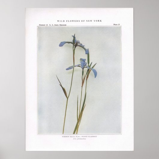 Schmale blaue Flagge; Gift markroot Poster (Vorne)