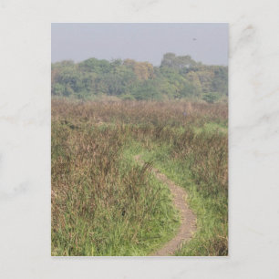 Schmaler Pfad durch das große Gras Postkarte