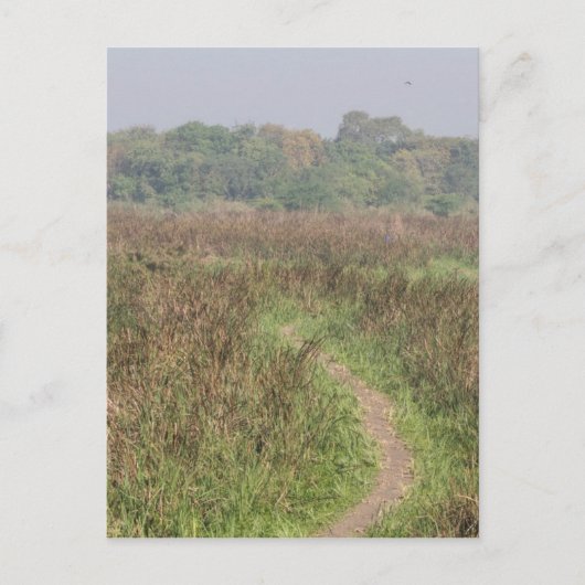 Schmaler Pfad durch das große Gras Postkarte (Vorderseite)