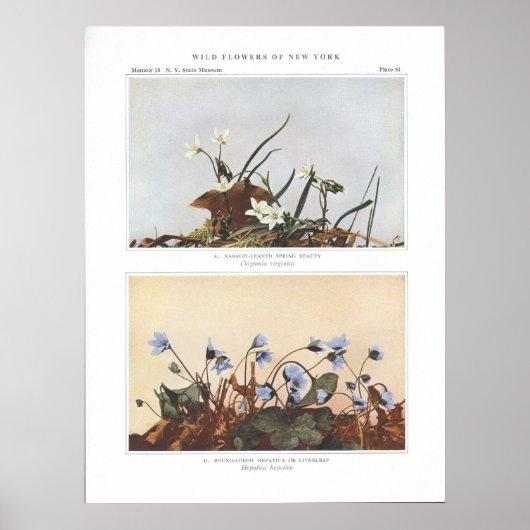 Schmalgelb Frühlingshauty - Claytonia virginica Poster (Vorne)