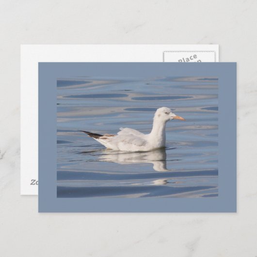 Schmalgliedrige Möve Postkarte (Vorne/Hinten)