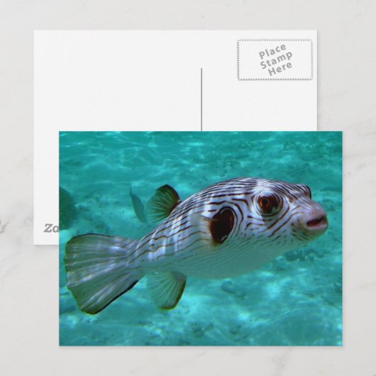 Schmalspurfisch Postkarte (Vorne/Hinten)